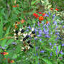 Blackberry Lily Great Blue Lobelia (Balemcanda chinesis)
