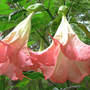 Brugmansia "Frosty Pink" (Brugmansia "Frosty Pink")