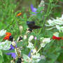 Red-spotted Purple Butterfly (Balemcanda chinesis)