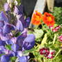 Hoverfly and Lupin (Lupinus polyphyllus (Bigleaf Lupine))