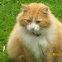 Max the big fat cat (Feline)