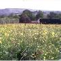 ANCIENT WILDFLOWER MEADOW