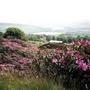 Heather and Rhodies