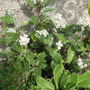 Olearia macrodonta