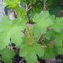 Ribes uva-crispa