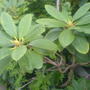 Rhododendron ponticum
