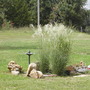 Zebra and Graziella ornamental grasses