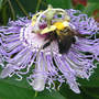 Passiflora incarnata