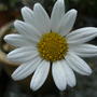 Marguerite_argyranthemum
