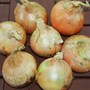 Some of 100 plus Onions