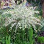 Salix 'Flamingo' (Salix)