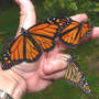 Releasing Monarchs (Asclepias syriaca Common Milkweed)