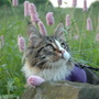 A garden flower photo