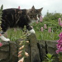 A garden flower photo