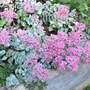 Stonecrop "October Daphne" (Sedum seiboldii "October Daphne")