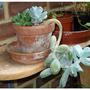 Pachyphytum oviferum