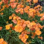Erysimum 'Apricot Delight'
