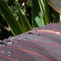 Water droplets on Canna leaf. September 13th 2008.