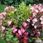 Bedding Begonia (Begonia Bedding Semperflorens)