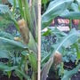 S-corn_cobs