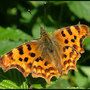 Real-butterfly