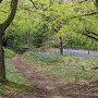 Quarry Lane Mancetter (Hyacinthoides non-scripta (Bluebell))