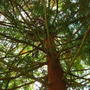 Sequoia