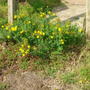 St. John's Wort (Hypericum perforatum)