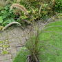 Pennisetum setaceum