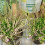 HEATHER (Calluna Vulgaris Sommerheide)