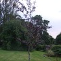 Fagus sylvatica f. purpurea