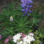 Lupin and Phlox (Lupinus polyphyllus (Bigleaf Lupine))