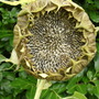 Sun Flower@Seed