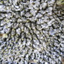Loads Of Seeds4the birds