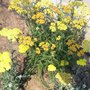Yarrow (Achillea filipendulina (Yarrow))