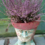 Ugly mans hair! (Erica carnea (Winter heath))