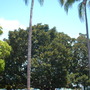 Ficus macrophylla - Moreton Bay Fig - West View  (Ficus macrophylla)