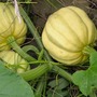 Acorn Squash