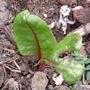 Swiss Chard (Beta vulgaris (Cicla) (Swiss chard))