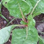 Swiss Chard (Beta vulgaris (Cicla) (Swiss chard))