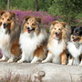 My shelties