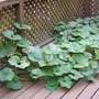 Squashy Sam takes over the deck (Cucurbita maxima (Atlantic Giant))