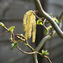 Corylus avellana 'Contorta'