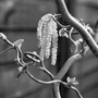 Corylus avellana 'Contorta'