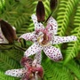 Tricyrtis formosana