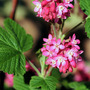 Ribes sanguineum