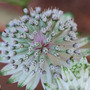 Masterwort (Astrantia major (Masterwort))