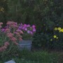 Sedum ellacombeanum