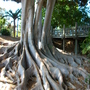 Ficus macrophylla - Moreton Bay Fig -Surface Roots (Ficus macrophylla (Australian Banyan))