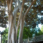Ficus macrophylla - Moreton Bay Fig - Trunks (Ficus macrophylla - Moreton Bay Fig)